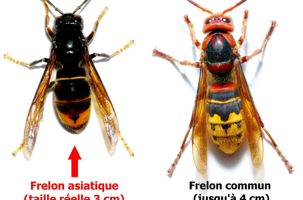 FRELON ASIATIQUE