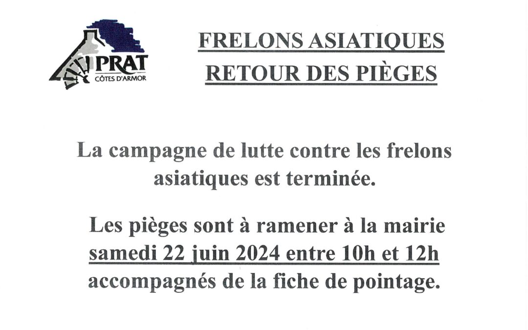 Frelons asiatiques