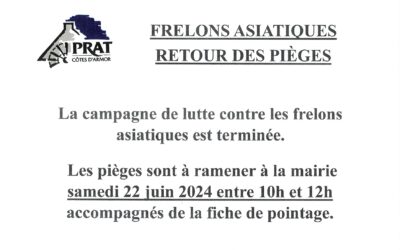 Frelons asiatiques